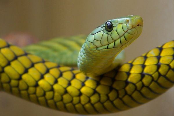 Mơ thấy rắn là 1 điềm báo nhiều về dấu hiệu khác nhau